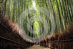 The Arashiyama Bamboo Grove, kyoto, kansai, Japan